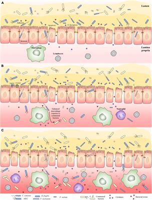 Bacterial Species Associated With Human Inflammatory Bowel Disease and Their Pathogenic Mechanisms